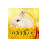 rabbit wallpaper android application logo